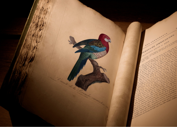 Photo : Détail de l'ouvrage 'Histoire naturelle des perroquets' de Levaillant (1801-1805) @Steve Laurens