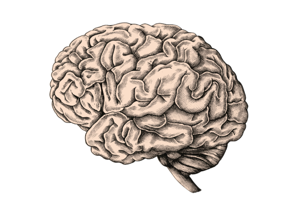 Photo : Dessin de cerveau - Freekip