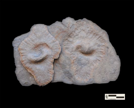 Photo : Empreinte et contre-empreinte d’un macro-fossile pyritisé montrant un dôme central plissé entouré d’une couronne périphérique divisée en lobes (collerette radiale).©Pr. Abderrazak El Albani