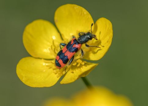 Photo Le tricode fait partie des insectes pollinisateurs de l'ordre des coléoptères © Rémy Petit - Biogeco