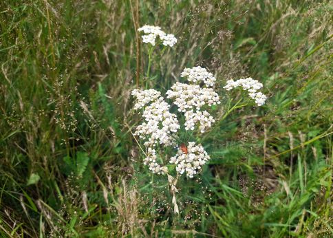 Photo Un téléphore fauve sur une achillée millefeuille (Achillea millefolium) © université de Bordeaux