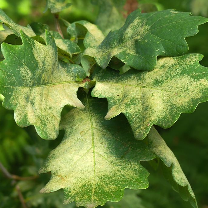 La punaise réticulée aspire la chlorophylle des feuilles de chêne, entraînant leur jaunissement © Bastien Castagneyrol