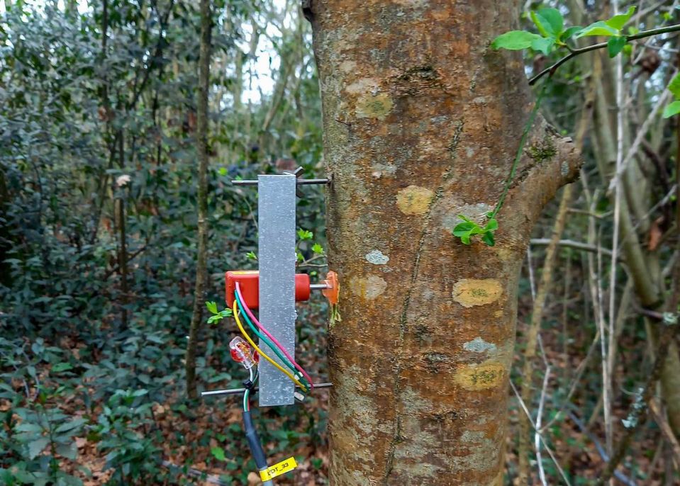 Le dendromètre est un instrument de mesure permettant de déterminer la hauteur d'un tronc © université de Bordeaux