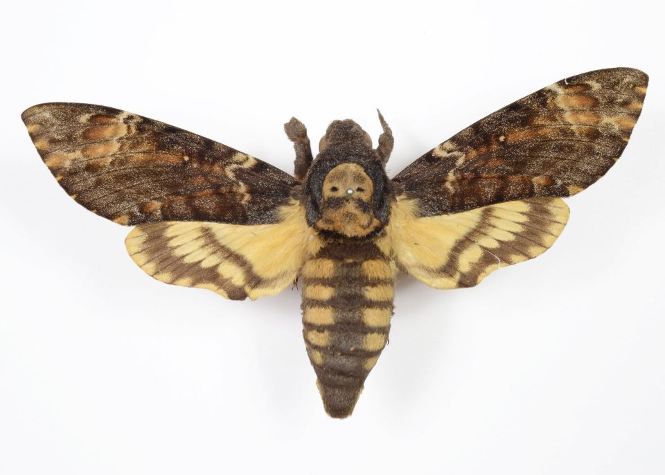 « Achérontia atropos », papillon exotique Sphingidae, collection scientifique animale  © Université de Bordeaux 