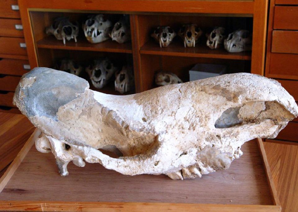 Moulage d'un crâne de rhinocéros laineux, collections scientifiques © Université de Bordeaux