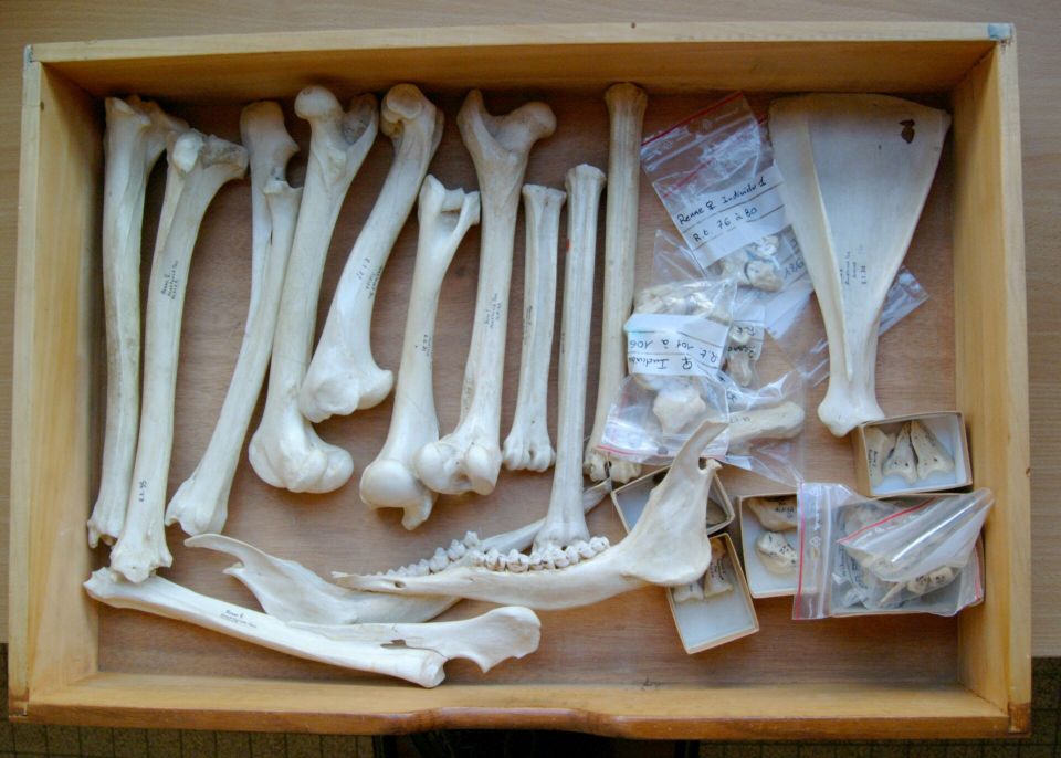 Ossement de renne actuel, collection scientifique © Université de Bordeaux