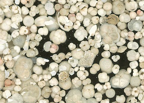 Photo Microfossiles marins du Golf de Gascogne  © Université de Bordeaux