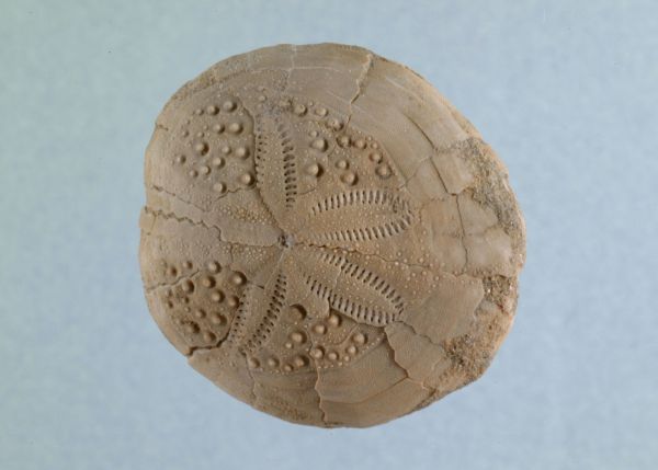 Photo : Vue d’un oursin fossile étudié par Grateloup (1836) : Eupatagus ornatus, Oligocène de Biarritz, étage Stampien, (32 millions d’années) © Université de Bordeaux