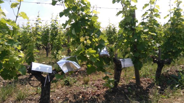 Photo : Continuous monitoring of the water status of the vines (psychrometers, sap flow and dendrometers) © Laurent Lamarque