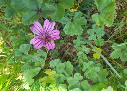 Photo Un gendarme sur une mauve (Malva sylvestris) © université de Bordeaux