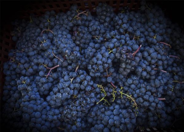 Photo : Du raisin au vin, Oenoledge explore le rôle des micro-organismes et de nouveaux leviers technologiques pour faire évoluer les pratiques œnologiques © Biolaffort 