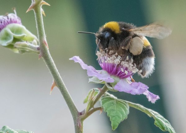 Photo : Le bourdon fait partie des insectes pollinisateurs de l'ordre des hyménoptères © Rémy Petit - Biogeco
