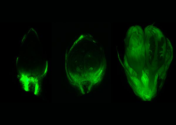 Photo : Circulation de calcéine dans des bourgeons floraux de cerisier (Prunus avium) de moins en moins dormants © Hélène Bonnet et Bénédicte Wenden