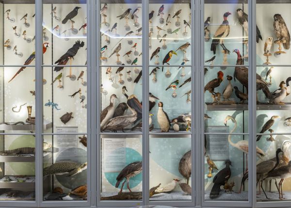 Photo : Classification des oiseaux de la collection scientifique animale  © F. Deval 