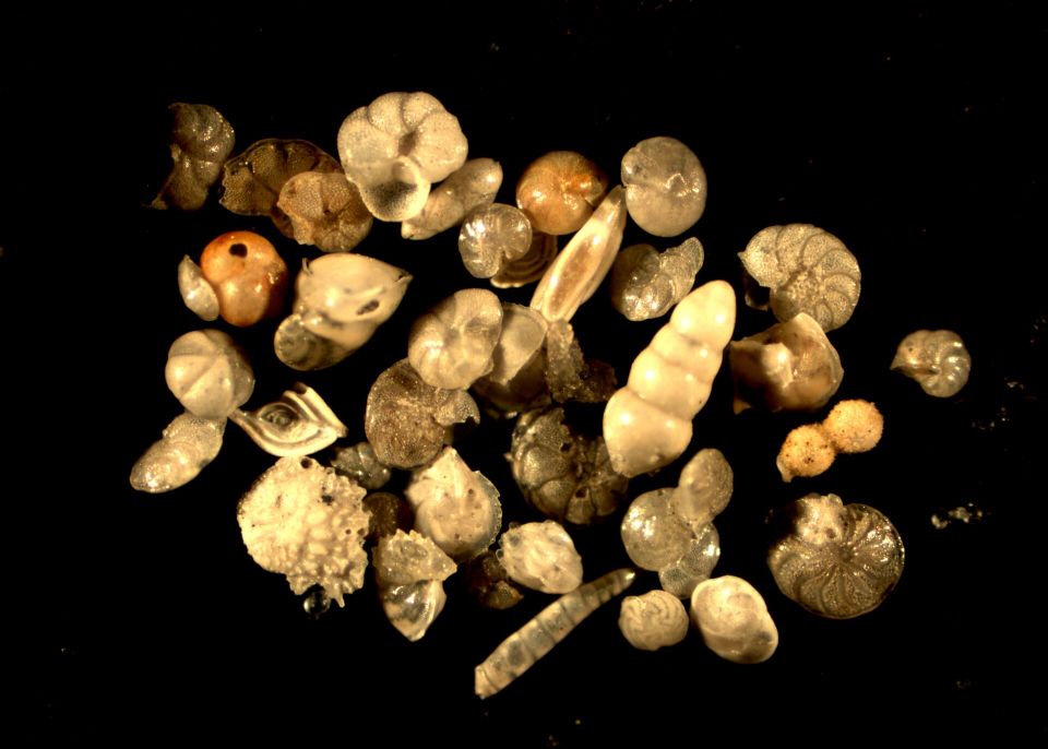  Microfossiles marins de l’Oligocène de Saint-Étienne-d’Orthe, Landes, étage Chattien (25 Ma). Ces petits foraminifères ont vécu en milieu calme et profond, sur des fonds argileux © Université de Bordeaux