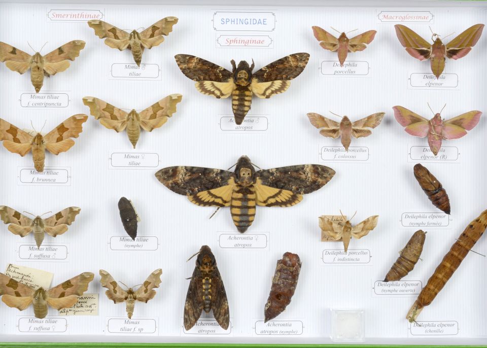 Papillons appartenant au fond de collection scientifique animale de l'université © Université de Bordeaux 