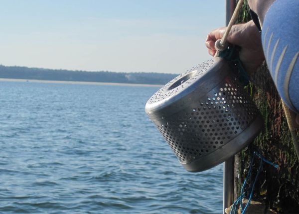 Photo : Un échantillonneur passif POCIS (pour Polar Organic Chemical Integrative Sampler) utilisé dans cette étude et qui capte les contaminations sur un temps long dans l'eau © EPOC
