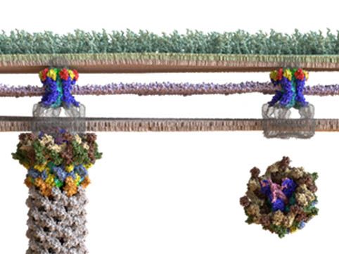 L'arbalète moléculaire d'une bactérie dans sa membrane © IECB