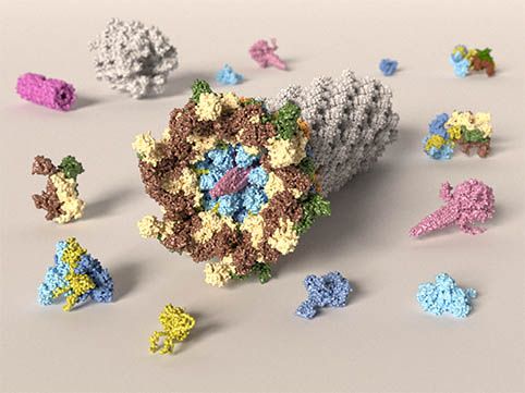 L'arbalète moléculaire d'une bactérie décomposée © IECB