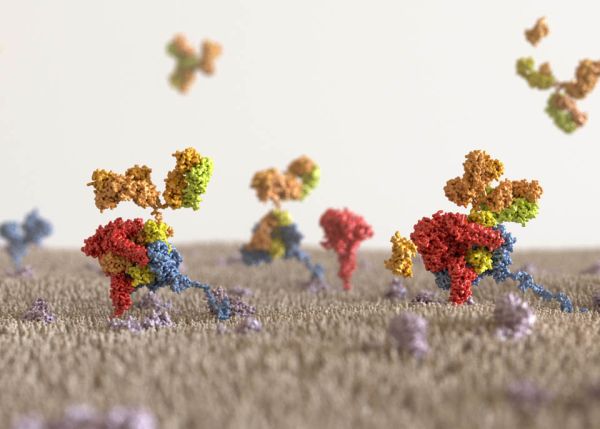 Photo : Un mycoplasme, bactérie minuscule, utilise des protéines fixées à sa membrane (en bas de l’image) pour se défendre contre le système immunitaire de son hôte. L’une (en bleu) attrape les anticorps (en jaune et orange), l’autre les découpe (en rouge) pour les rendre inefficaces. © IECB