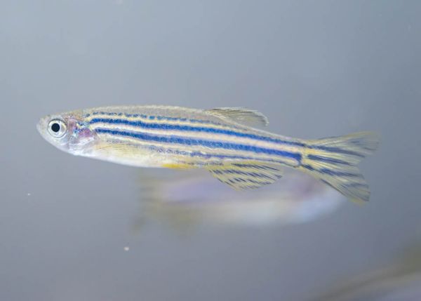 Photo : Je me distingue par mes rayures bleu foncé. Joli, non ?  © Gautier Dufau 