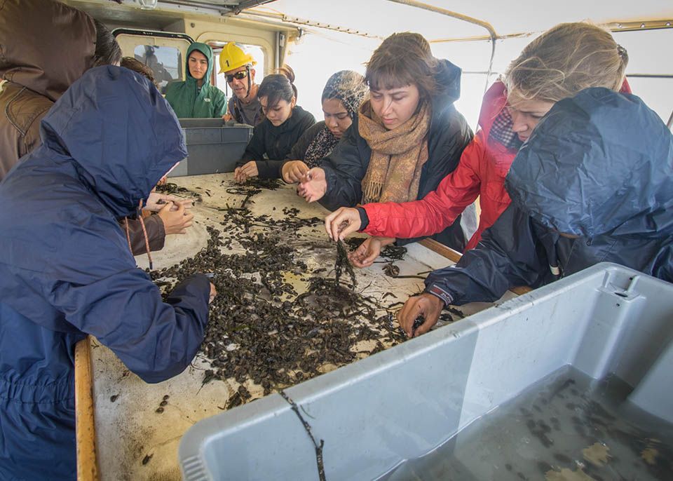 Les étudiantes et étudiants lors du travail de terrain en septembre 2019 sur le Bassin d'Arcachon pour trier les espèces... © MER
