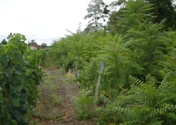 Photo : L'Ailante glanduleux (à droite), introduit en France comme arbre d'ornement, a recouvert une première ligne de vignes dans un vignoble du Bordelais. © A. Porté