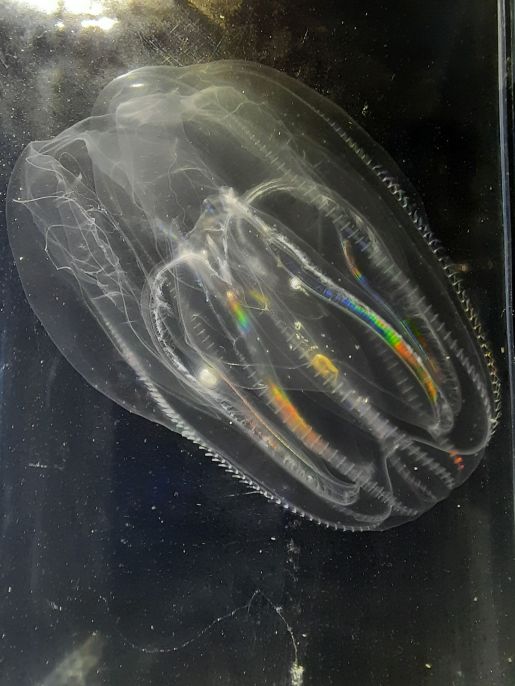 Mnemiopsis leidyi, une petite créature marine arrivée sur les côtes françaises probablement via les ballasts de navires. Elle fait partie de la liste de l'UICN des 100 espèces les plus envahissantes © A. Nowaczyk et C. Massé
