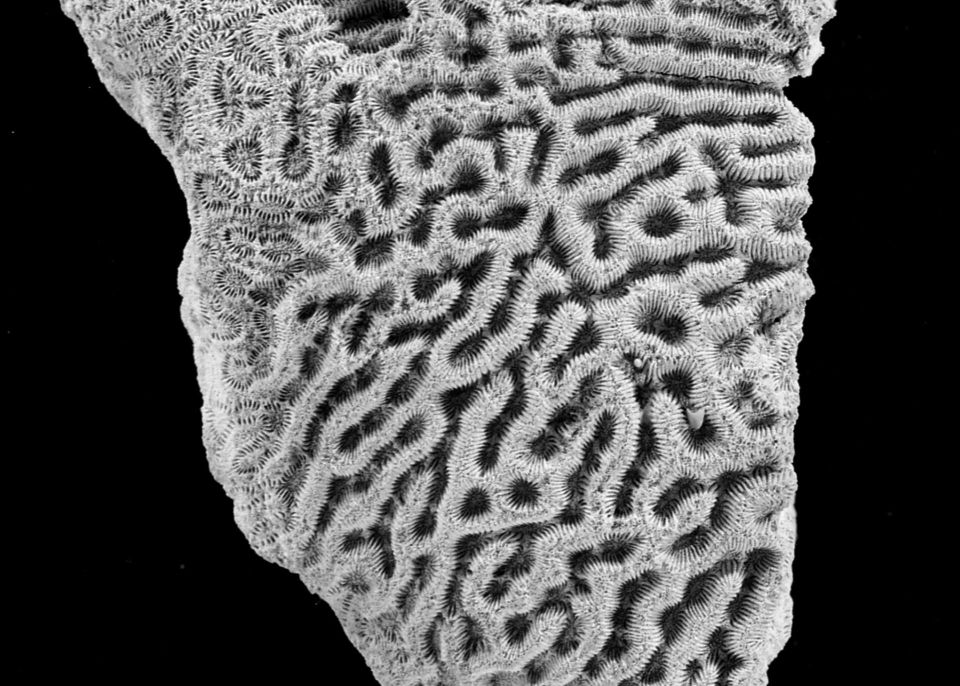 Spécimen type du corail récifal Cahuzacopsammia meandrinoides - Collection paélonthologie © Université de Bordeaux