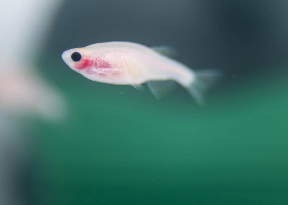 Un copain poisson zèbre, mais lui est transparent. Classe et pratique pour visualiser le fonctionnement de son corps ! © Gautier Dufau