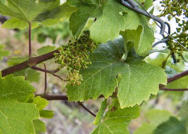 Photo : Vignes de l'ISVV © Gautier Dufau