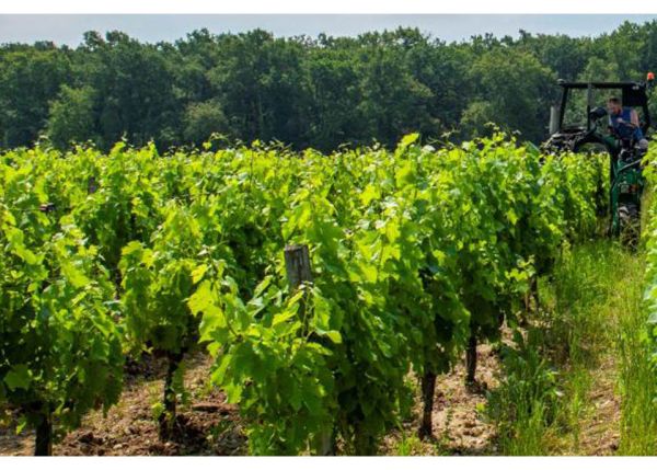 Photo : © INRAE - Bertrand Nicolas