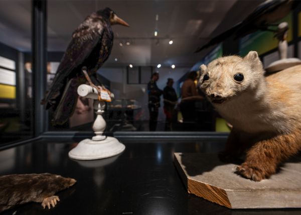 Photo : La nouvelle exposition du MEB est ouverte du mardi 13 janvier 2026 au vendredi 28 mai 2027 © Gautier Dufau 