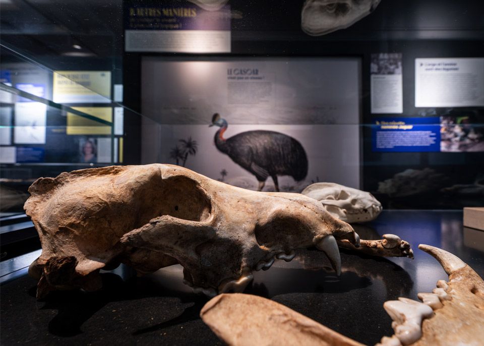 Plus de 150 objets issues des différentes collections de l'université sont présentés lors de cette exposition. @ Gautier Dufau 